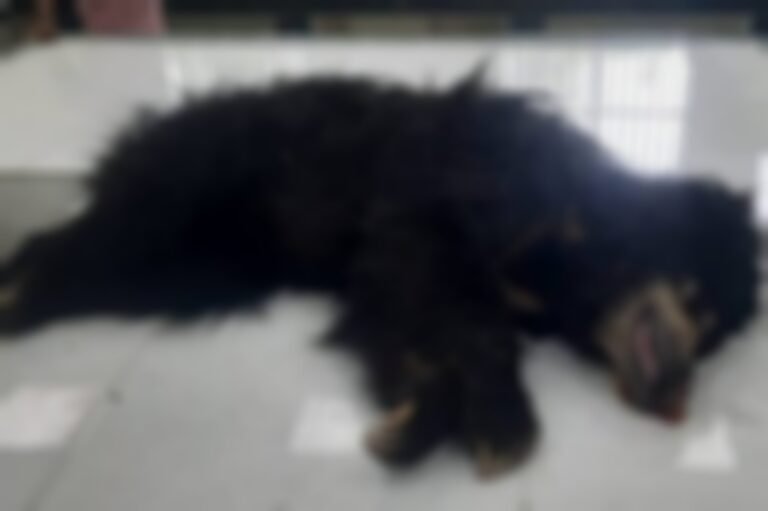 Point-Blur_Jun272025_142352.jpg