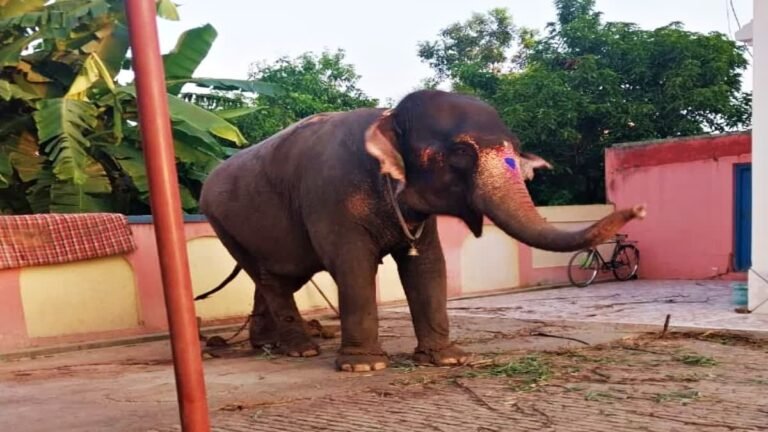 1200-675-25113814-thumbnail-16x9-hathi-aspera.jpg