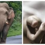 1200-675-23190438-thumbnail-16x9-khuntielephantattackcollage-aspera