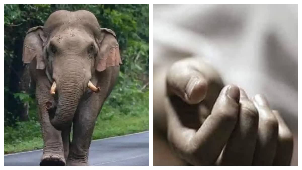 1200-675-23190438-thumbnail-16x9-khuntielephantattackcollage-aspera