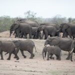 beautiful-herd-african-elephants_181624-20205