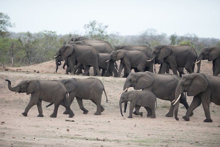 beautiful-herd-african-elephants_181624-20205