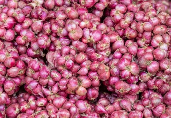 shallot-background_1150-8289